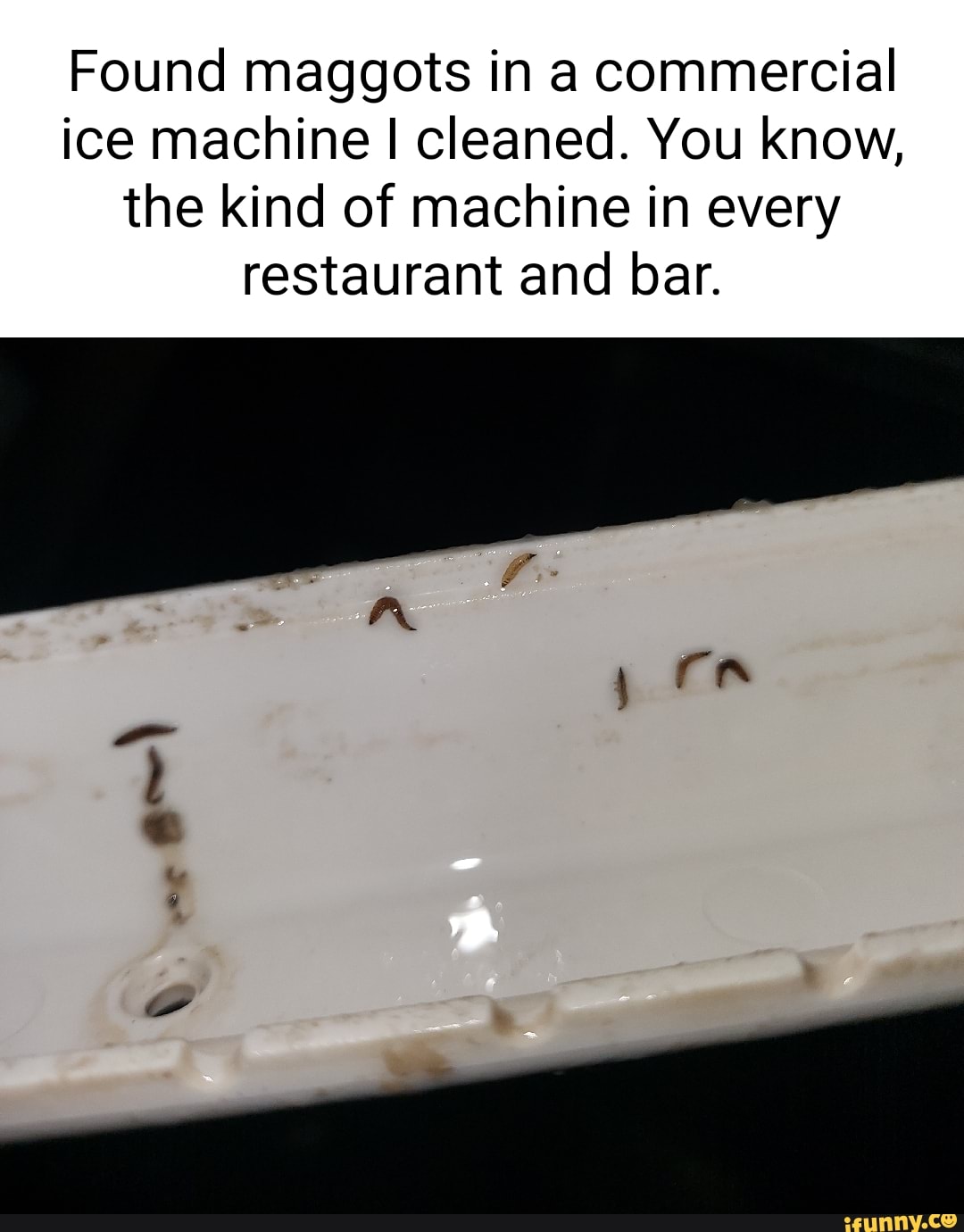 Found maggots in a commercial ice machine I cleaned. You know, the kind