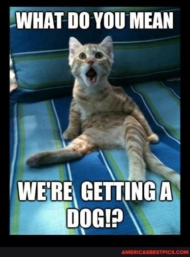 WHAT DO YOU MEAN
WE'RE GETTING A DOG!>