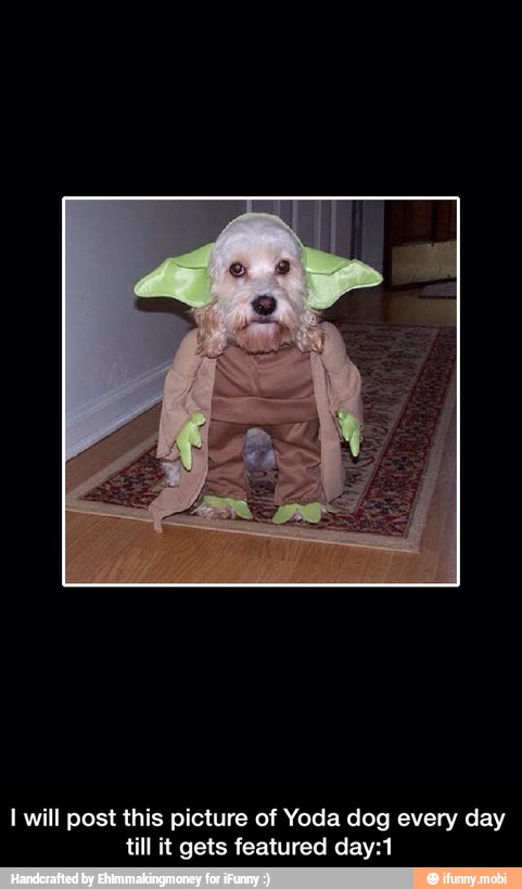 I will post this picture of Yoda dog every day
till it gets featured day:1 - I will post this picture of Yoda dog every day till it gets featured day:1