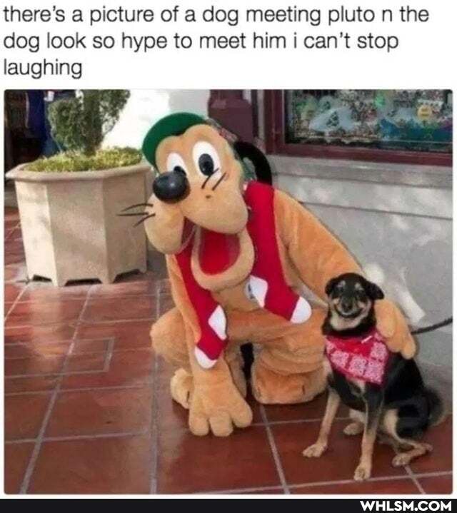 there's a picture of a dog meeting pluto n the dog look so hype to meet him: can't stop laughing