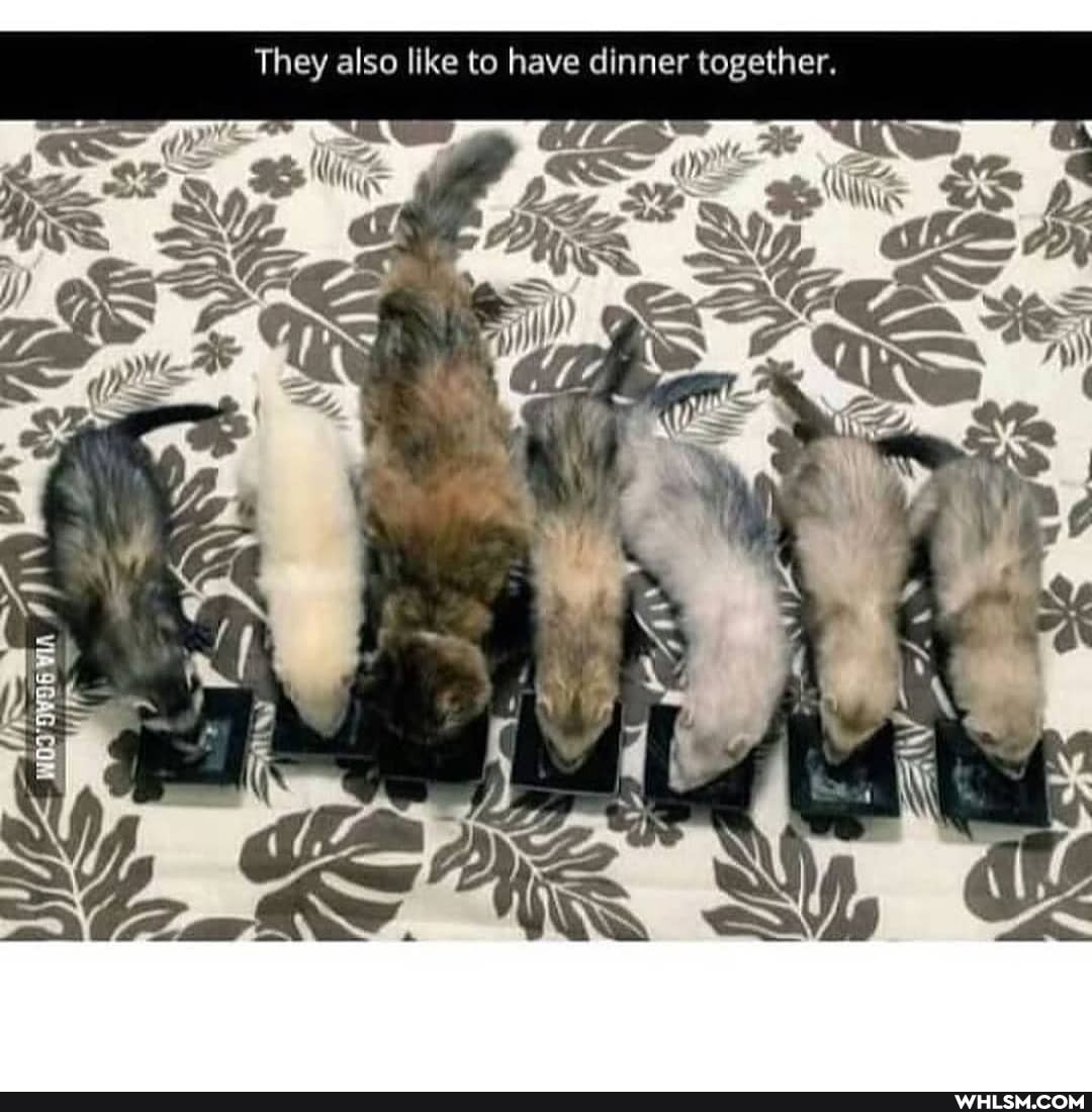 They also like to have dinner together.
VIA
, y