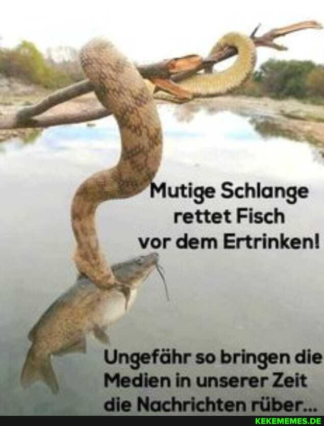 Schlenge
Fisen vor dem Ertrinken!
Ungefeihr se Bringen elle
Meclien in unserer Zeik