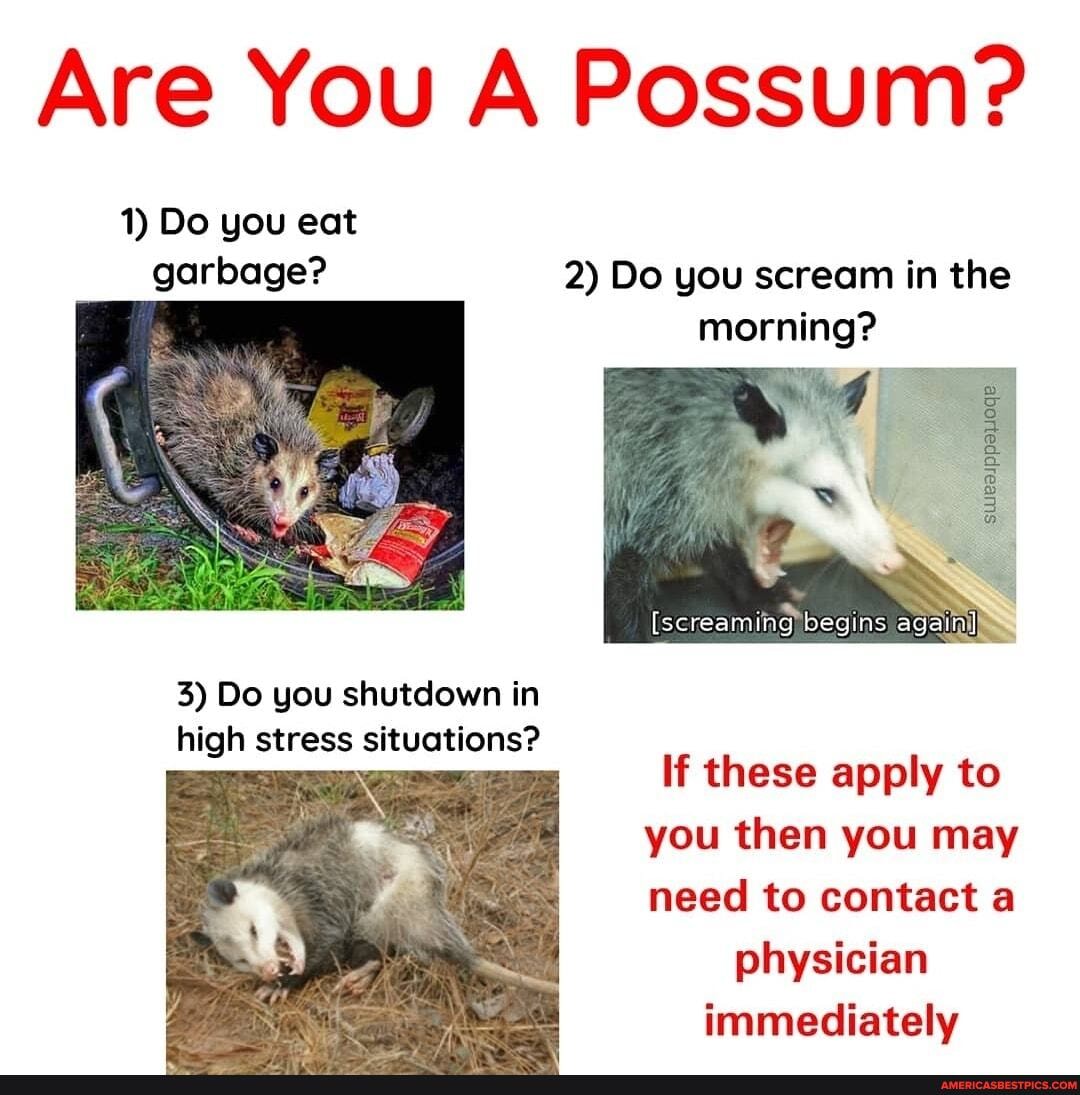 Are You A Possum?
1) Do you eat garbage? 2) Do you scream in the morning?
[screaming begins again
3) Do you shutdown in high stress situations?
If these apply to you then you may need to contact a physician immediately
