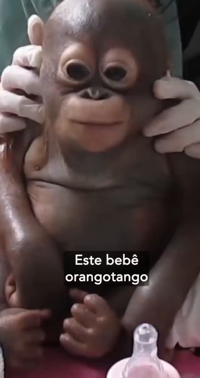 Vídeo de bebê orangotango derrete o coração de internautas - ISTOÉ