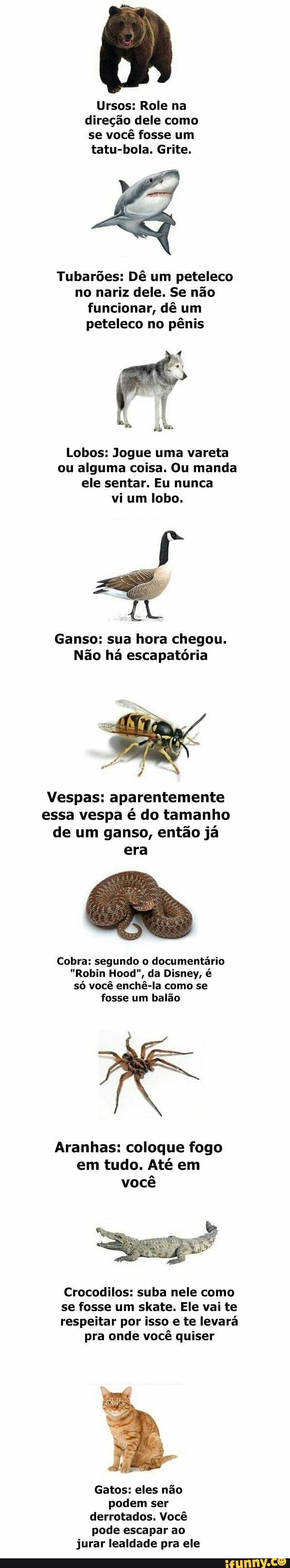 Ursos: Role na direção dele como se você fosse um
tatu-bola. Grite.
Tubarões: Dê um peteleco no nariz dele, Se não funcionar, dê um peteleco no pênis
Lobos: Jogue uma vareta ou alguma coisa. Ou manda ele sentar. Eu nunca vi um lobo.
Ganso: sua hora chegou.
Não há escapatória
Vespas: aparentemente essa vespa é do tamanho de um ganso, então já era
Cobra: segundo o documentário
"Robin Hood", da Disney, é só você enchê-la como se fosse um balão
Aranhas: coloque fogo em tudo. Até em você
Crocodilos: suba nele como
se fosse um skate. Ele vai te
respeitar por isso e te levará pra onde você quiser
Gatos: eles não podem ser derrotados. Você pode escapar ao jurar lealdade pra ele