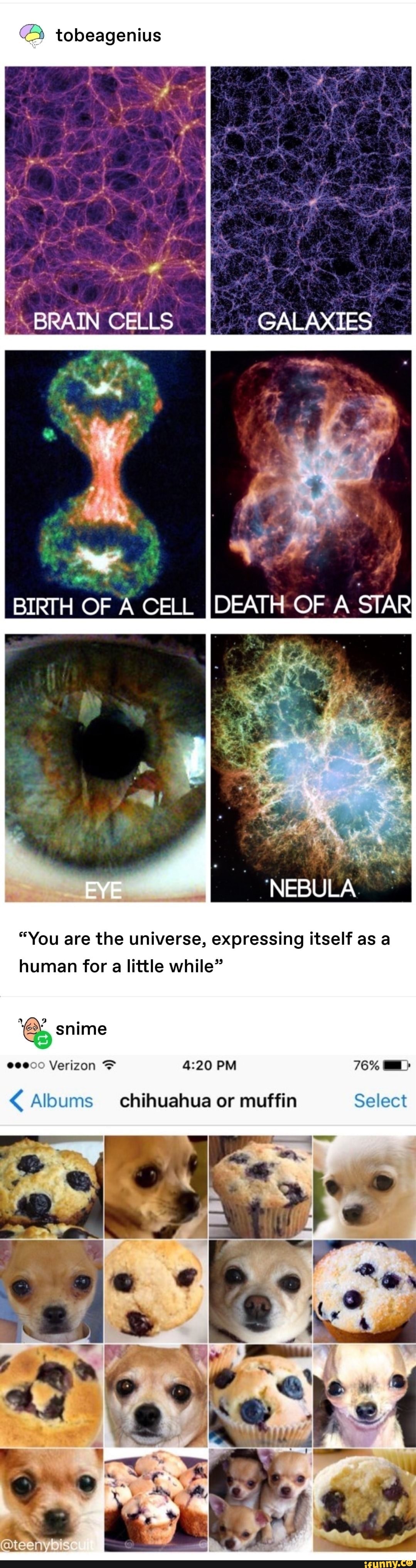 tobeagenius
BRAIN CELLS
BIRTH OF A CELL [DEATH OF A STAR
= 'NEBULA
"You are the universe, expressing itself as human for a little while"
snime
Verizon &:20 PM 76% CD Albums chihuahua or muffin Select
_4 -
~ ry
Z \
@teeny