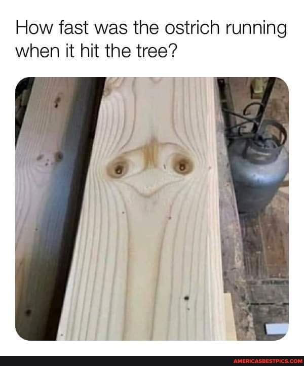 How fast was the ostrich running when it hit the tree?