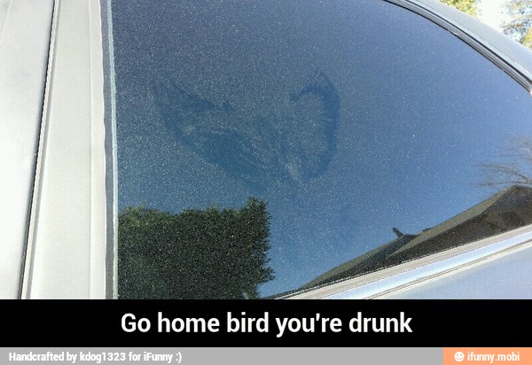 Go home bird you're drunk - Go home bird you're drunk