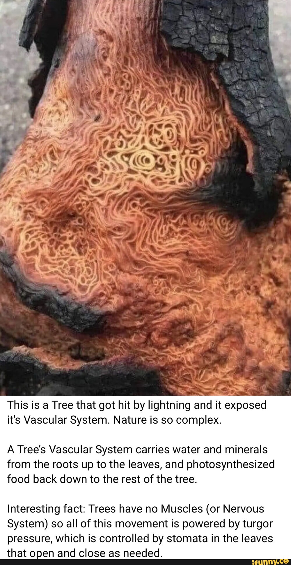 Al This Is A Tree That Got Hit By Lightning And It Exposed Its Vascular System Nature Is So 