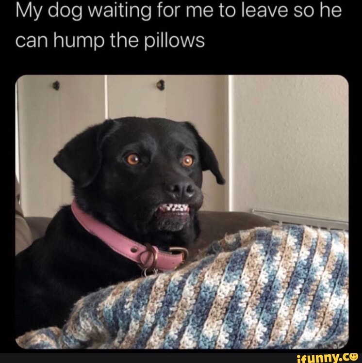 My dog waiting for me to leave so he can hump the pillows - iFunny