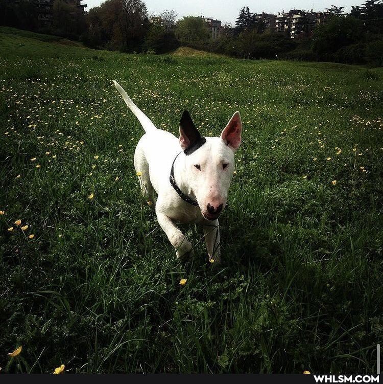 dog, bully, bullterrier
