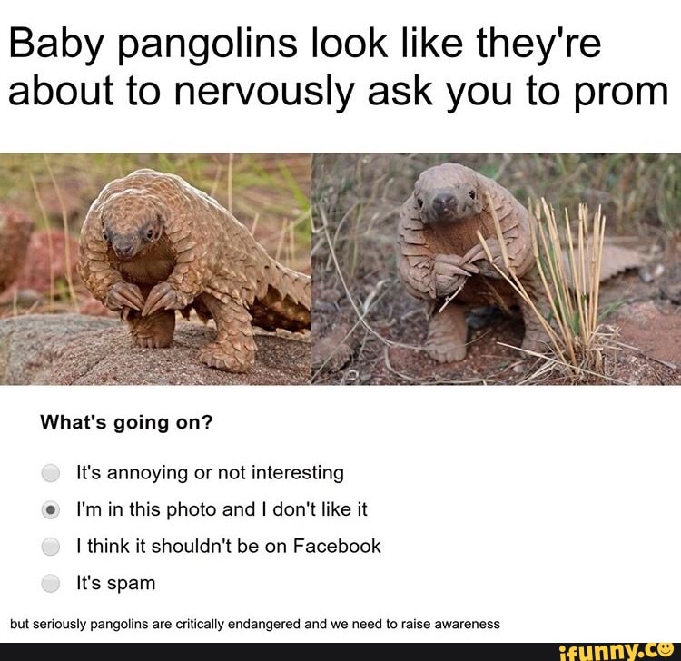 Baby pangolins look like they're about to nervously ask you to prom It