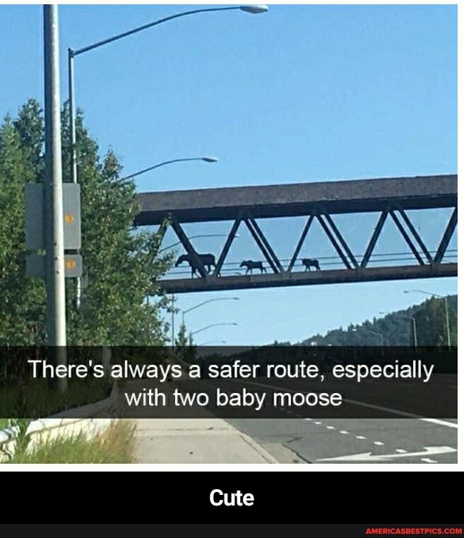 There's always a safer route. especially with two baby moose
Cute - Cute