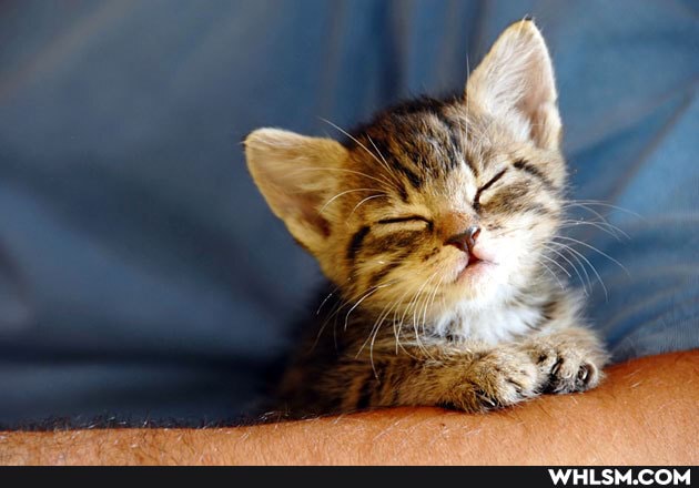 wholesome, notpolitical, aww, baby_animals