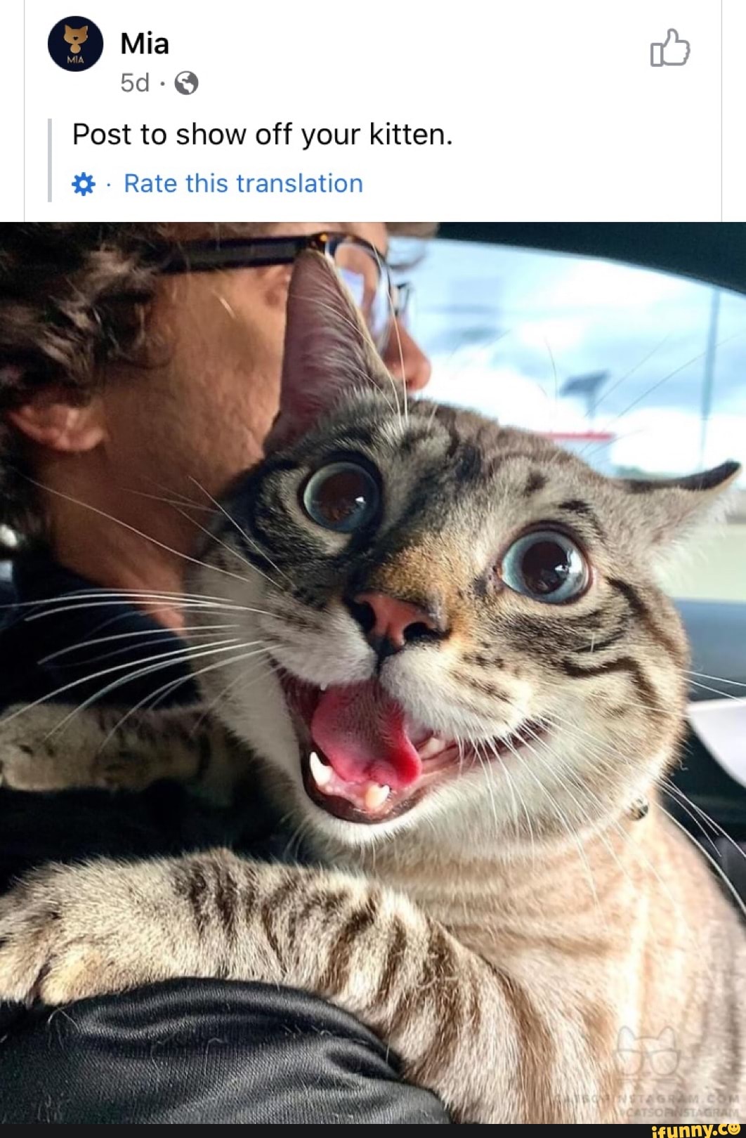 Mia
Sd
Post to show off your kitten.
Rate this translation
AN