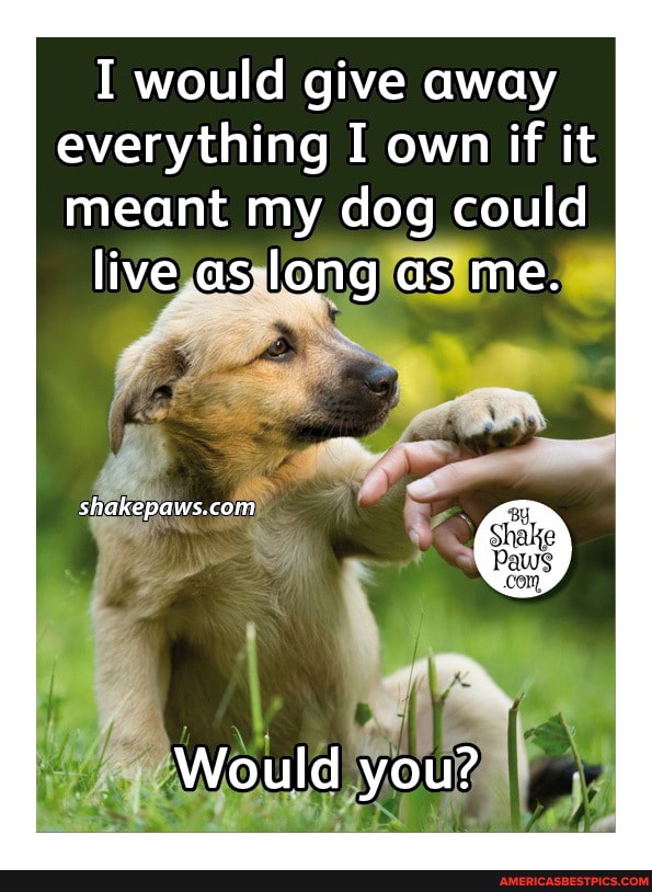 I would give away everything I own if it meant my dog could
live as long as me.
shakeI
Would you?