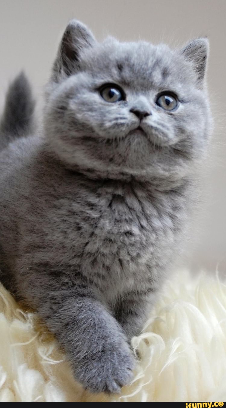 cute, cats, animals, beautiful, caturday