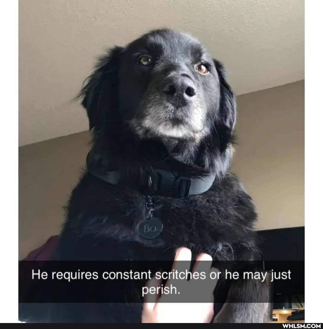 an
He requires constant .scritches or he may just perish.