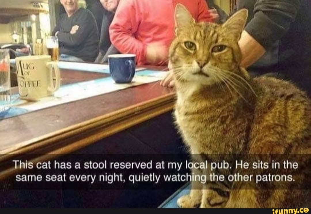 Vise
Fa
This cat has a stool reserved at my I al pub. He sits in the same seat every night, quietly watching the other patrons.