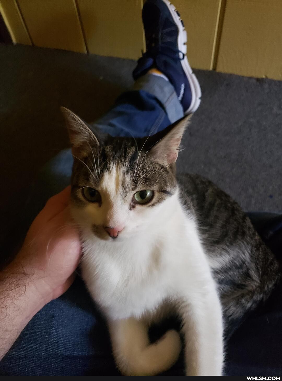 cats, help_me_imgur, advice_animals
