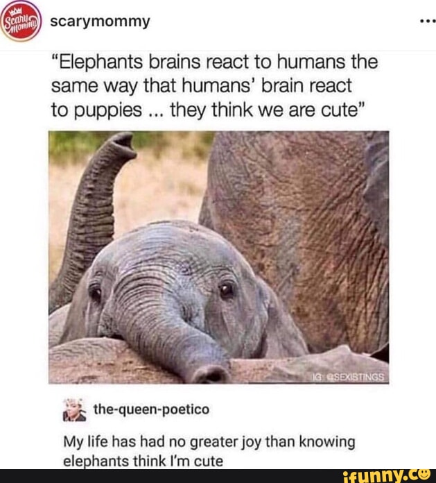 Bigoofl subscribe Punch Cat PunchingCat id she looks like a character