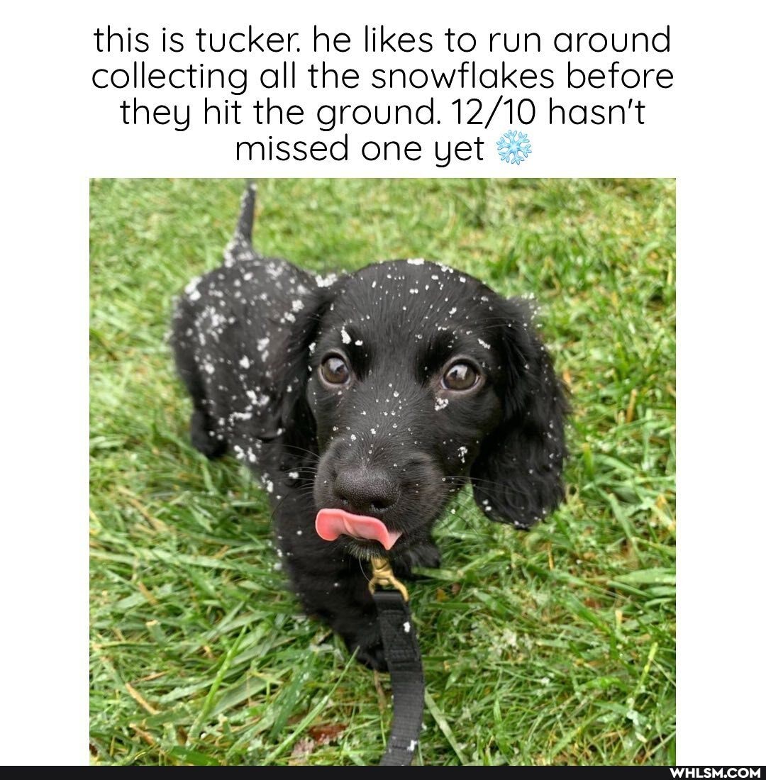 this is tucker. he likes to run around collecting all the snowflakes before they hit the ground. hasn't missed one yet
