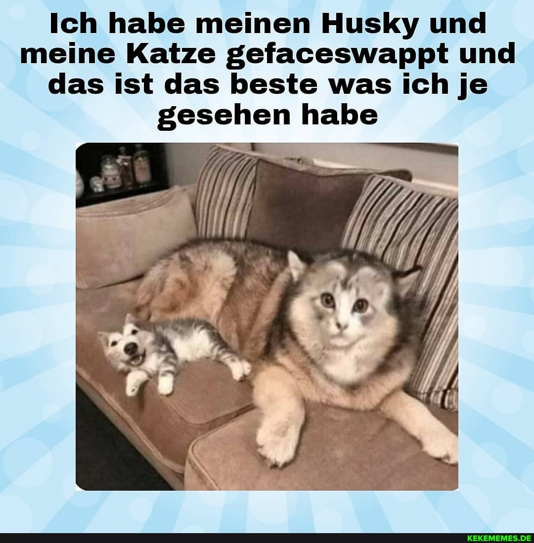 Ich habe meinen Husky und meine Katze gefaceswappt und das ist das beste was ich je gesehen habe