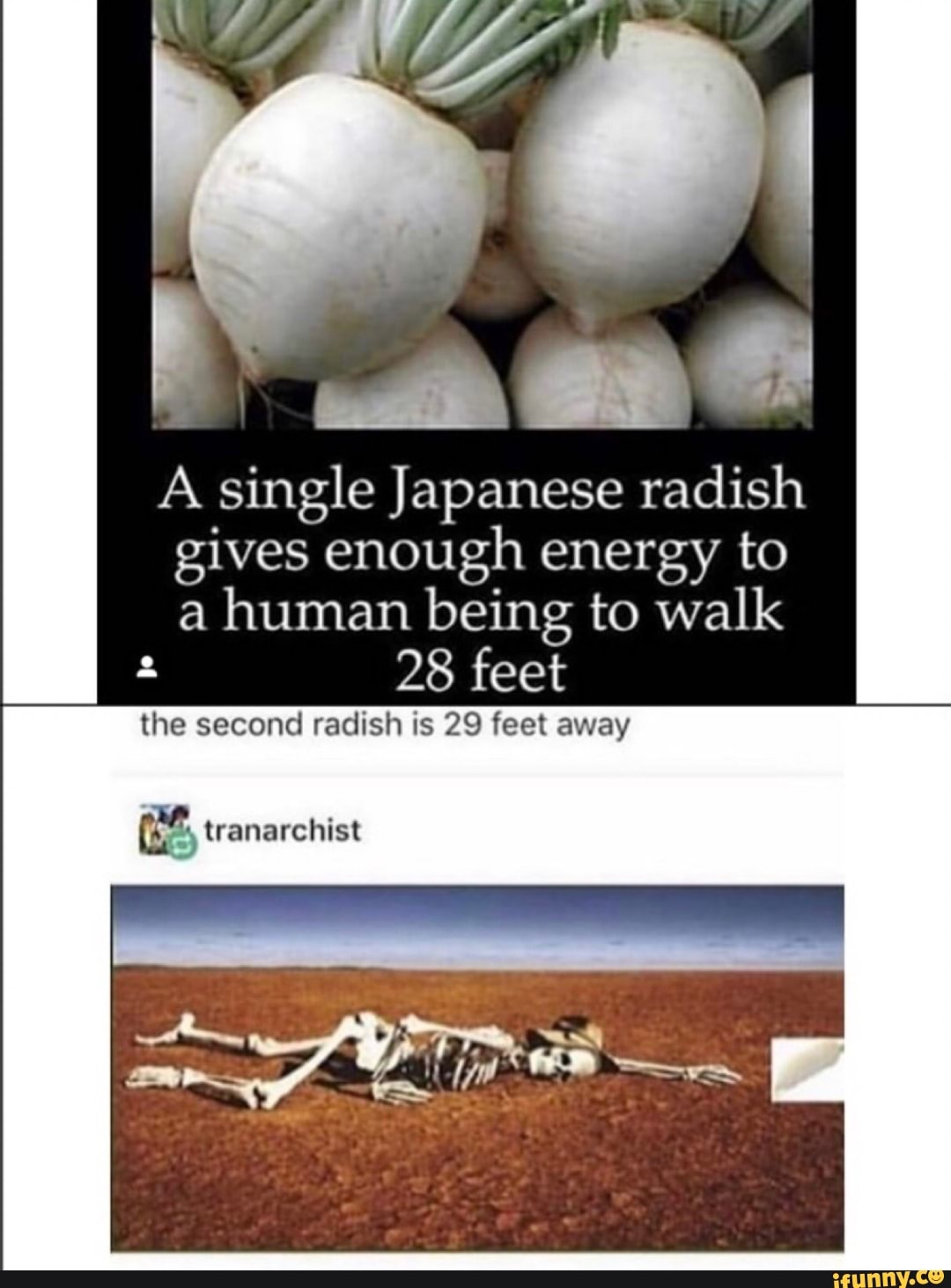 A single Japanese radish gives enough energy to a human being to walk a 28 ...