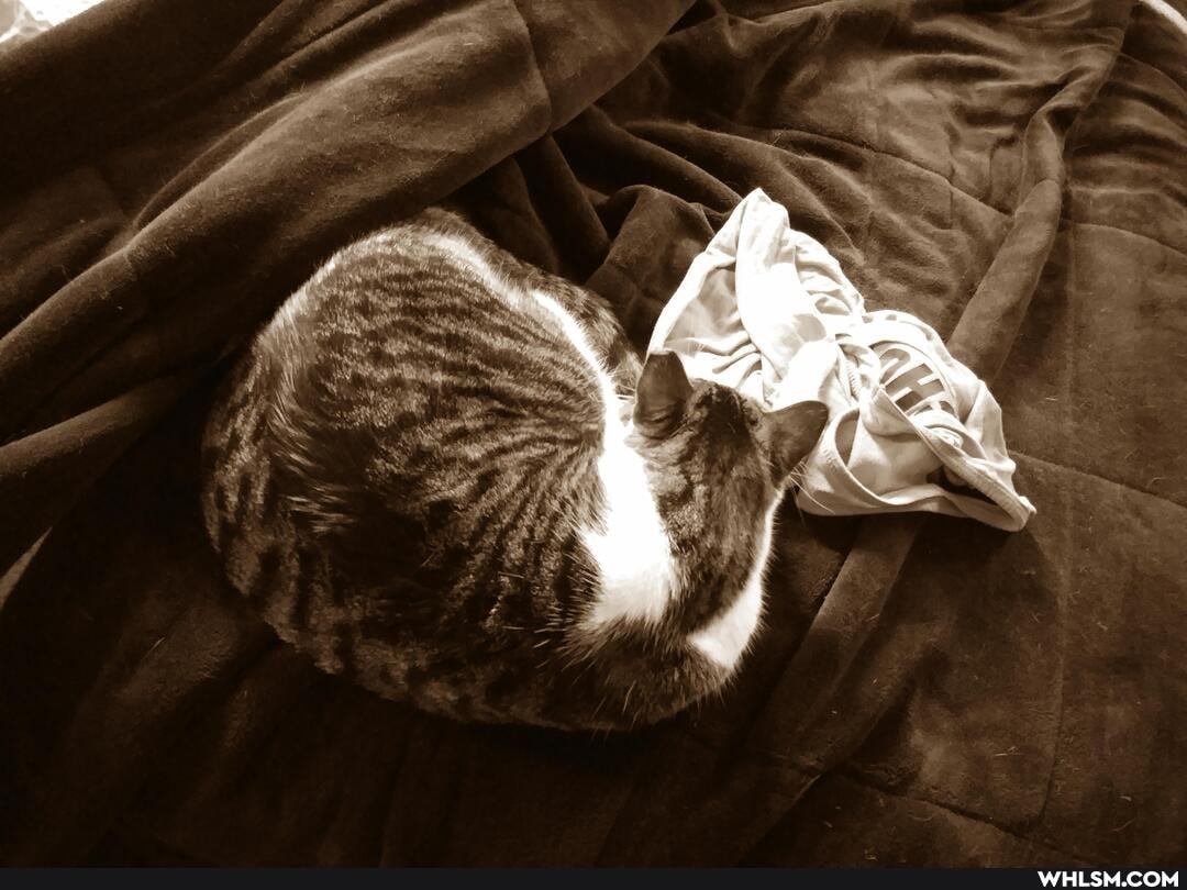 pets, sleeping_cat