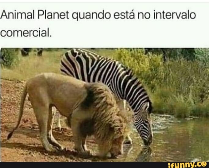 Animal Planet quando está no intervalo
comercial.