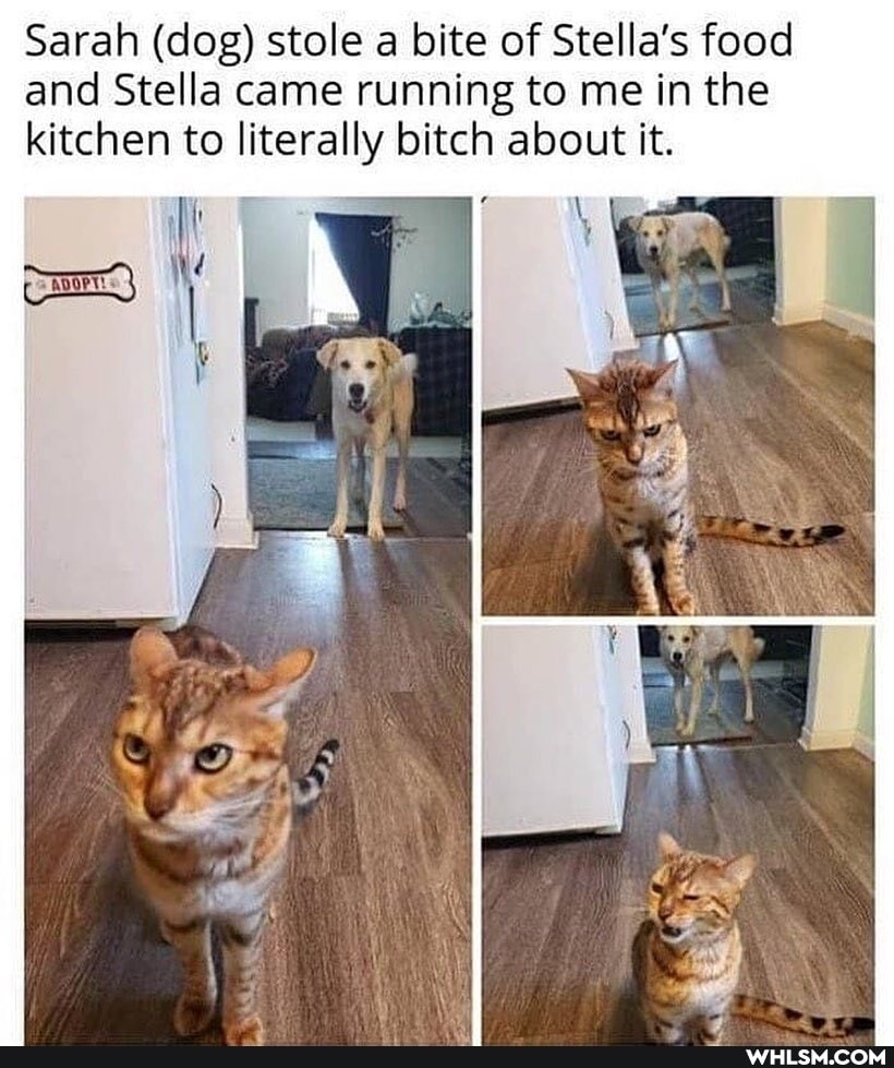 Sarah (dog) stole a bite of Stella's food and Stella came running to me in the kitchen to literally bitch about it.
AD
LI