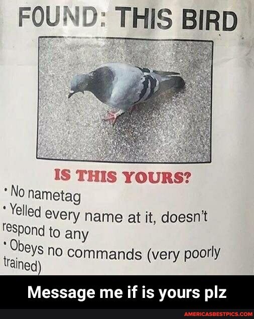 FOUND: THIS BIRD
IS THIS YOURS?
"No nametag
Yelled every name at it, doesn't fespond to any
Obeys no commands (very poorly trained)
Message me if is yours plz - Message me if is yours plz