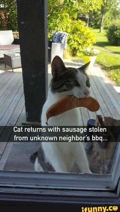 Cat returns with sausage stolen from unknown neighbor's bbq...