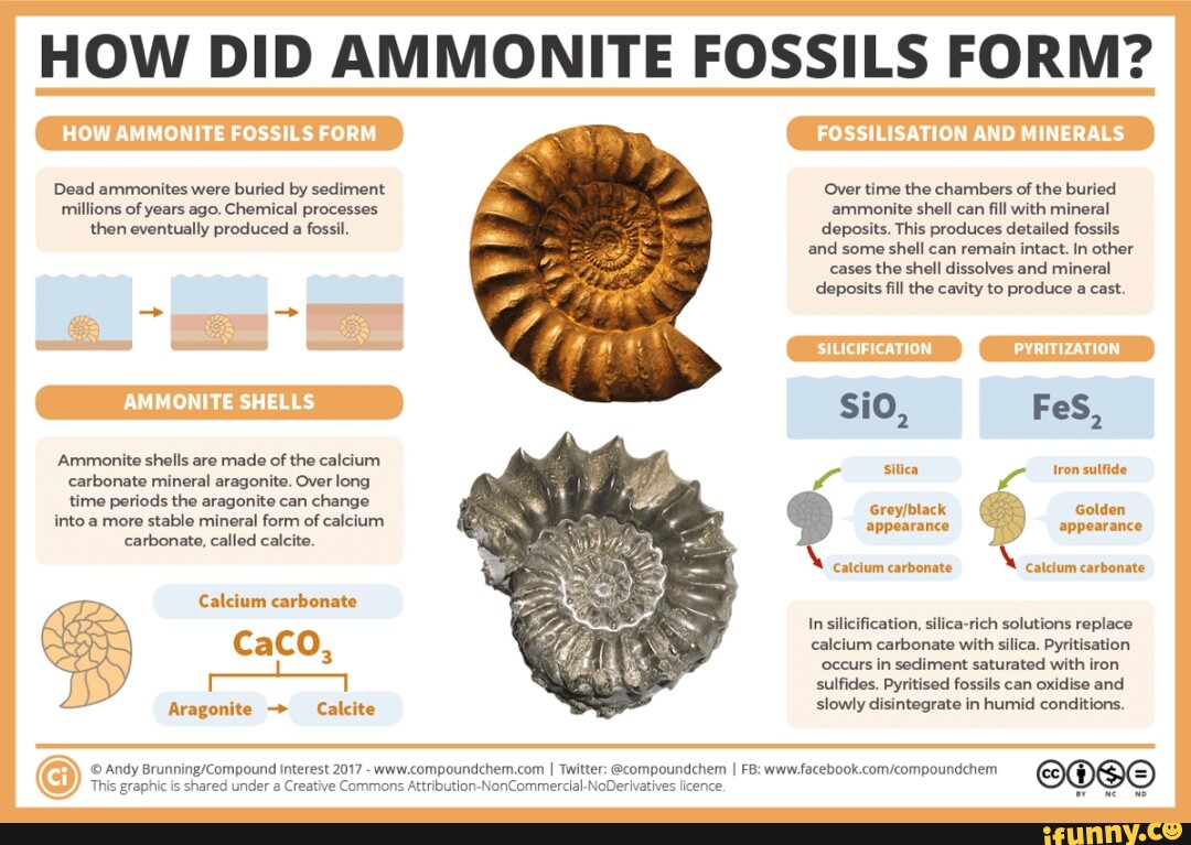 HOW DID AMMONITE FOSSILS FORM? 'Over Time The Chambers Of The Buried ...