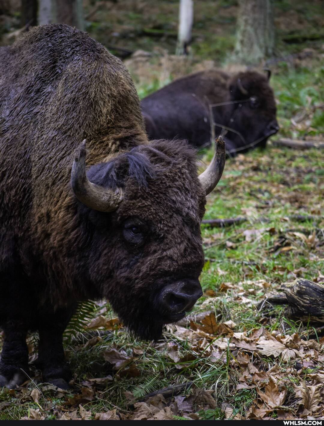 photography, wildlife, pnw