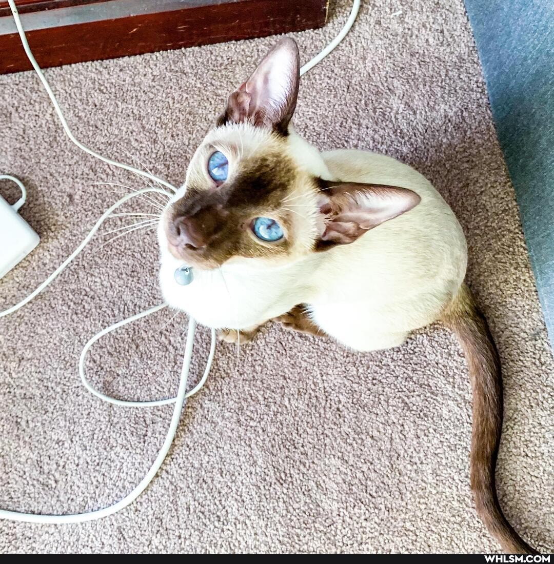 cat, cute_cat, kitten, cuteness_overload