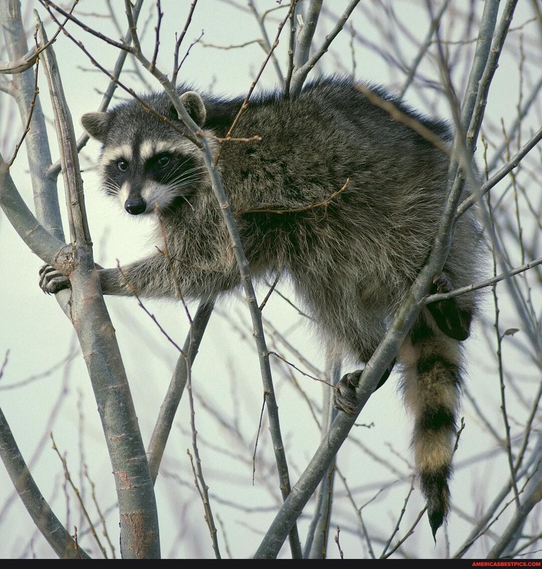 racnoon, trash_panda