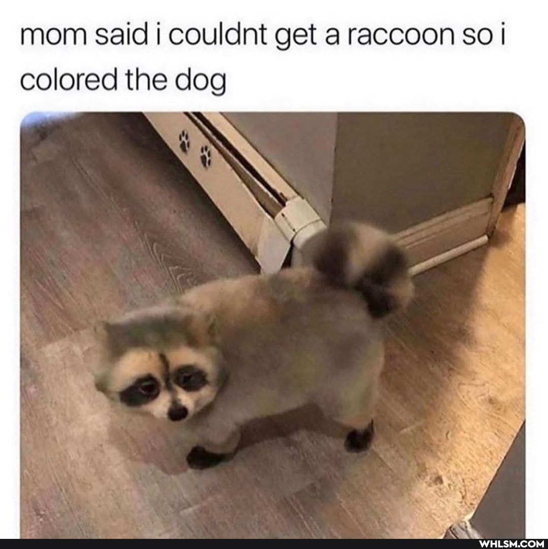 mom said i couldnt get a raccoon so colored the dog