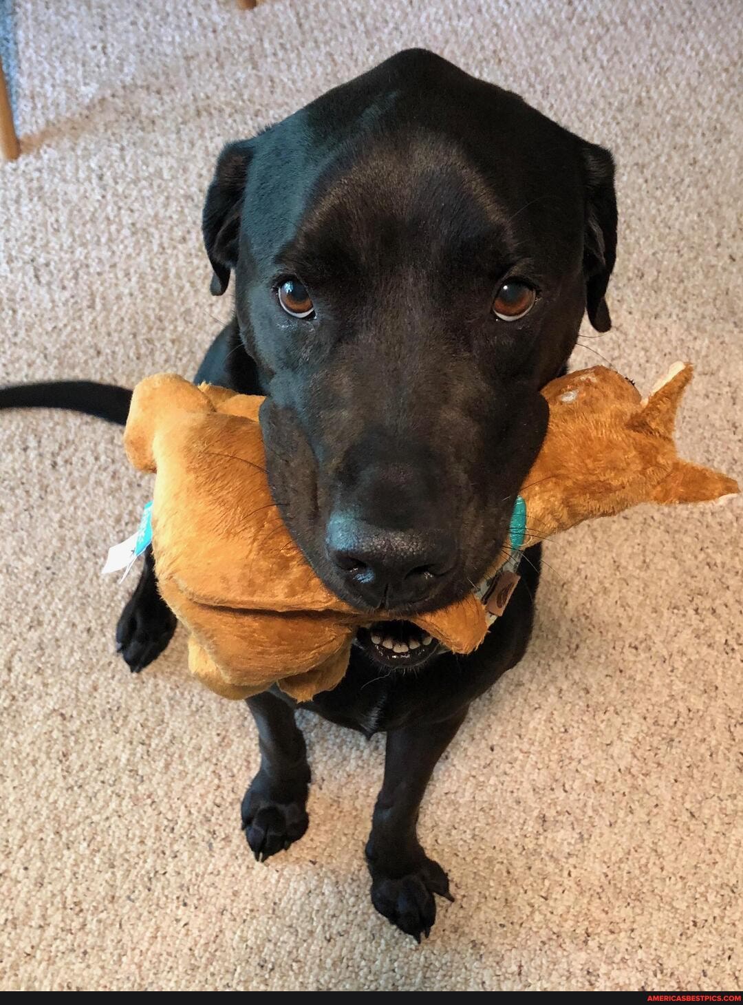 spencer, good, boy, picture, dog, fami