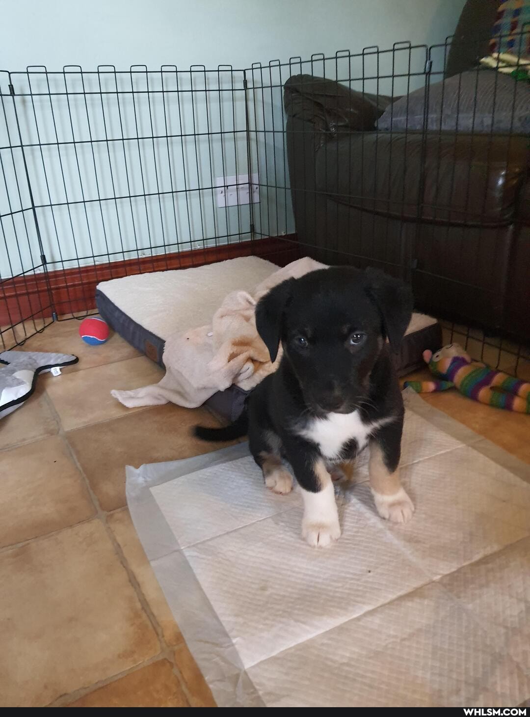 puppy, dog