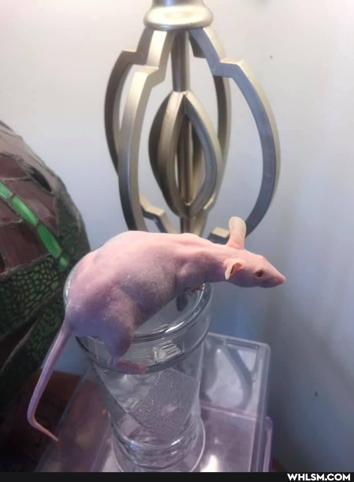 mouse, mice, veterinarian