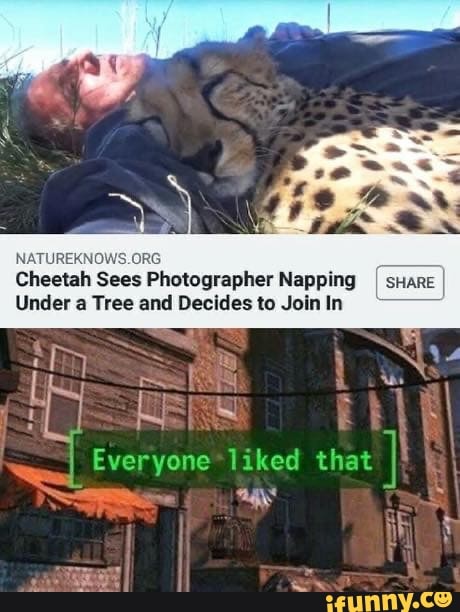 Cheetah Sees Photographer Napping I SHARE
I
Under a Tree and Decidesto Joinln ryone*liked that I
I