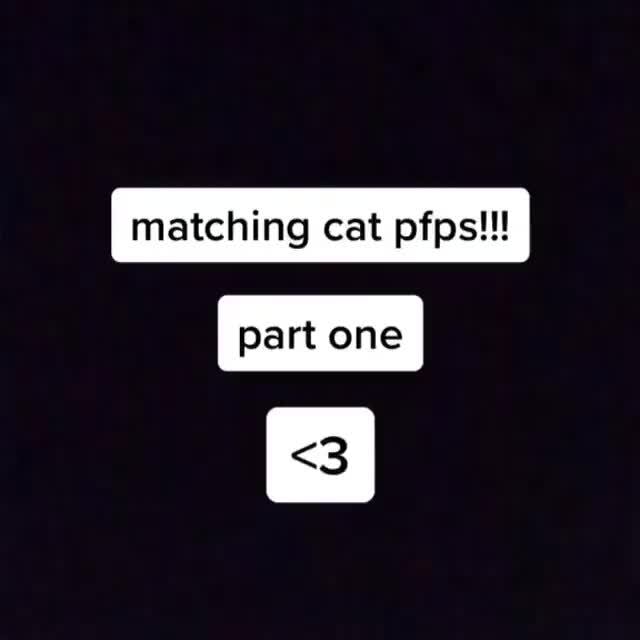 Matching Cat Pfps