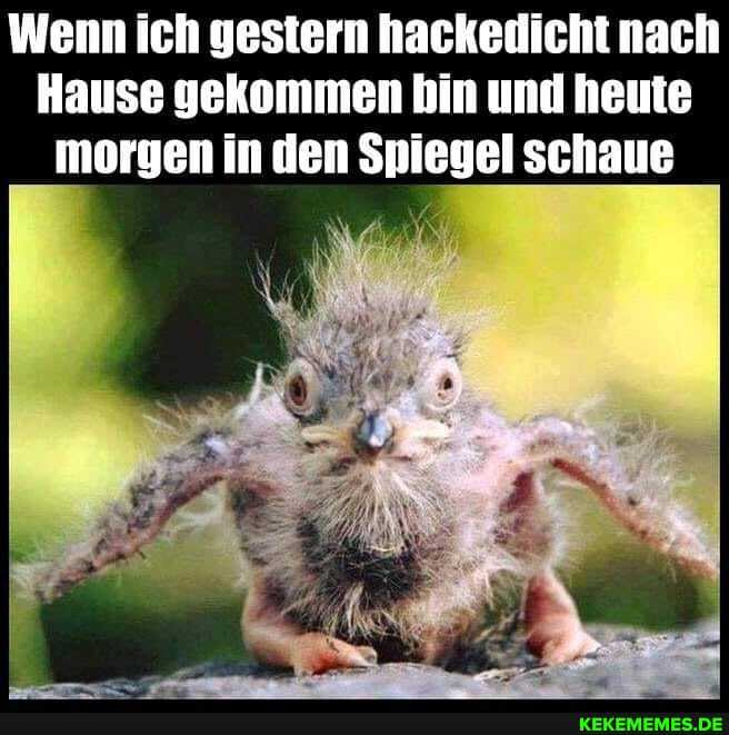 Wenn ich gestern hackedicht nach
Hause gekommen bin und heute morgen in den Spiegel schaue