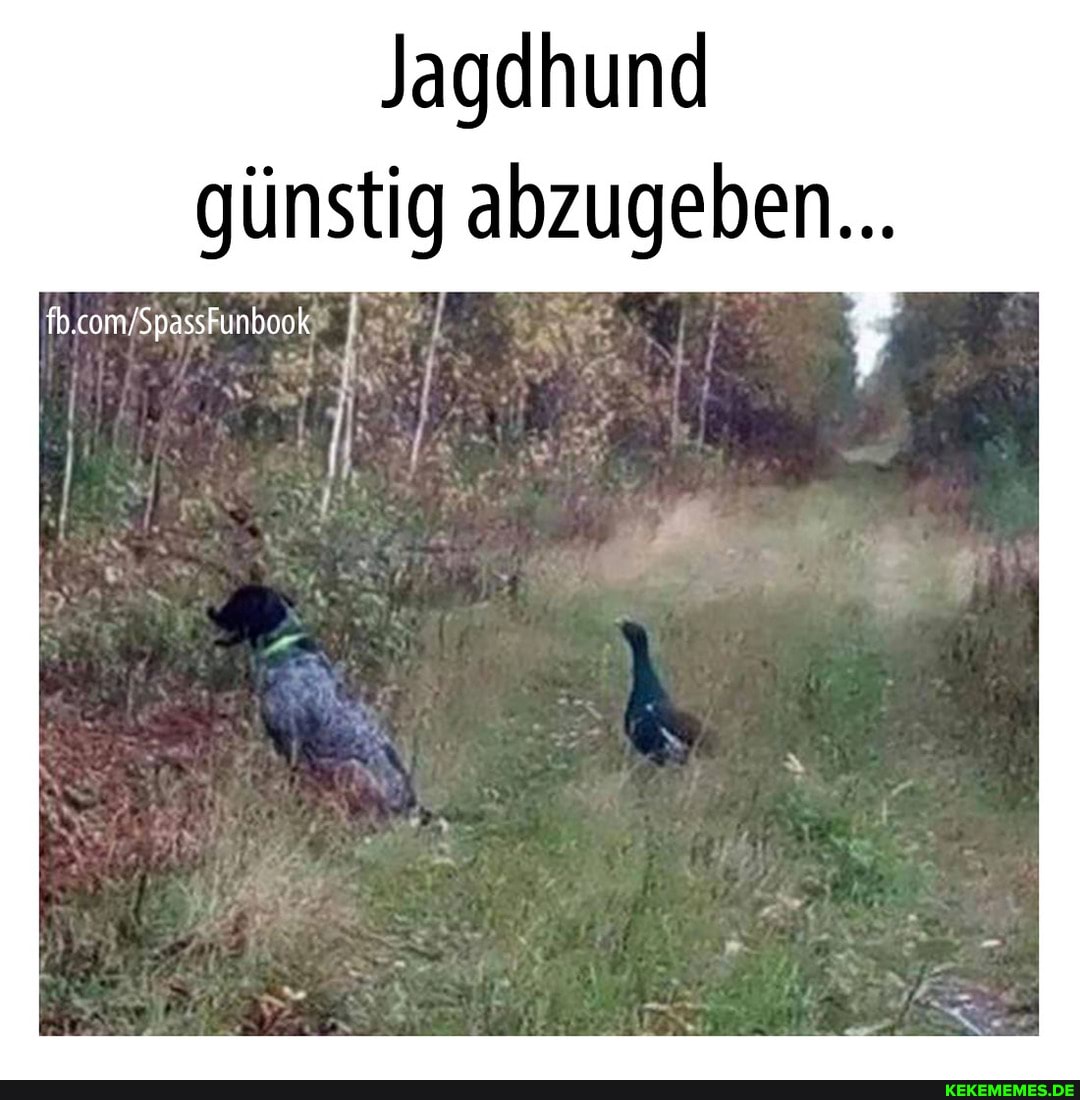 Jagdhund günstig abzugeben...