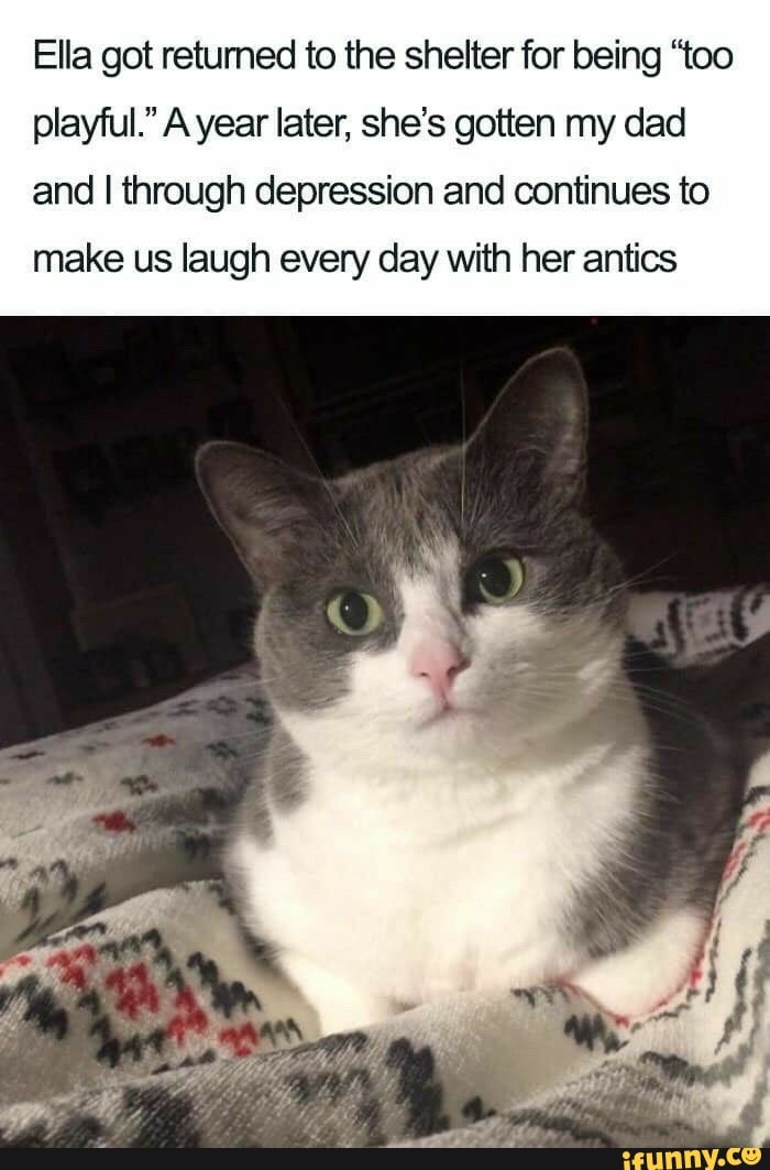 Ella got returned to the shelter for being "too
playful." A year later, she's gotten my dad
and I through depression and continues to
make us laugh every day with her antics