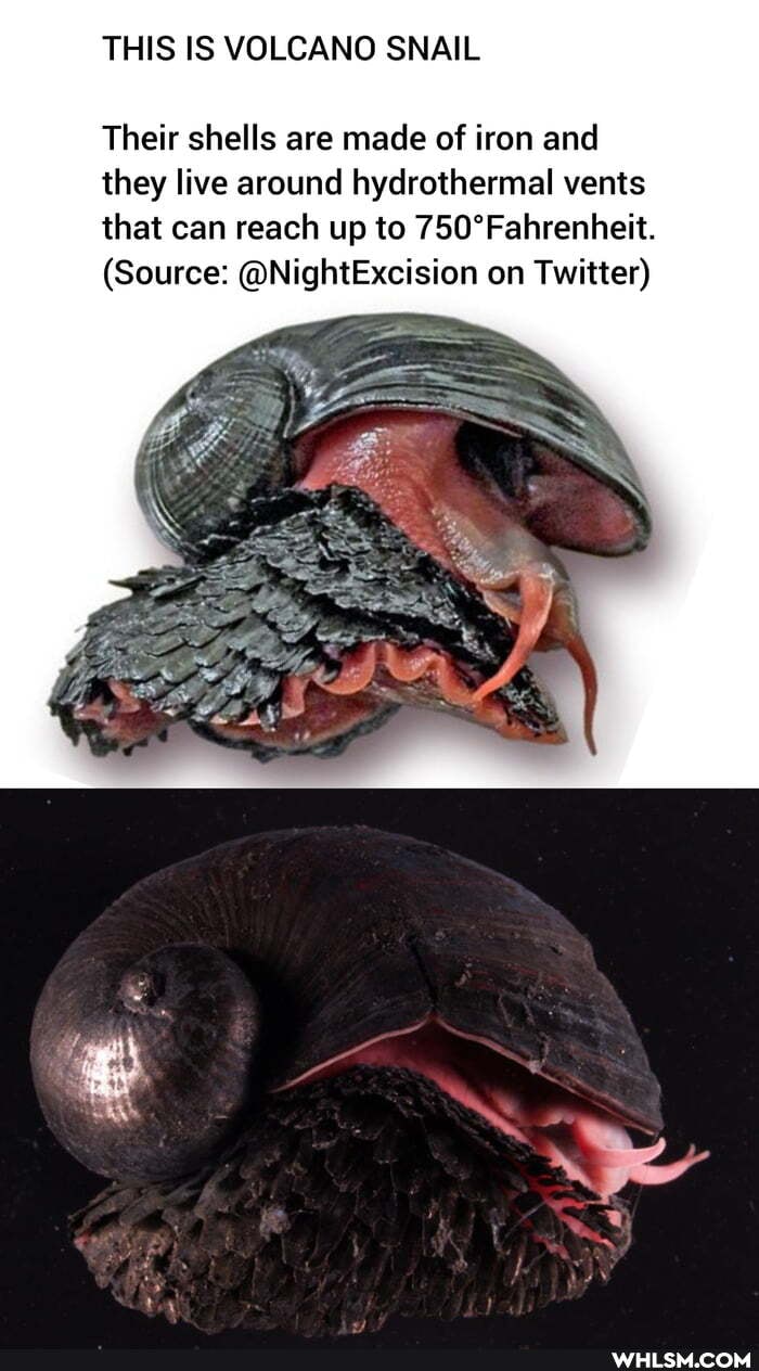 THIS IS VOLCANO SNAIL
Their shells are made of iron and
they live around hydrothermal vents that can reach up to
(Source: @NightExcision on Twitter)