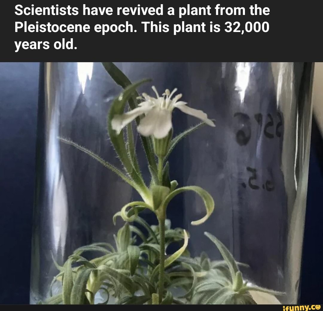 pleistocene plants