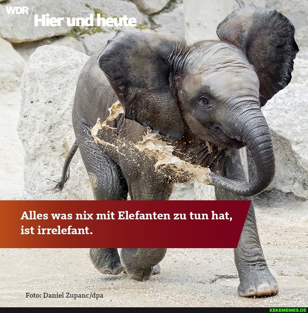 Alles was nix mit Elefanten zu tun hat, ist irrelefant.
Foto: Daniel