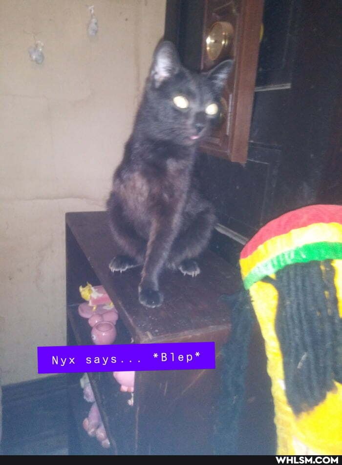 Nyx says... *Blep*
